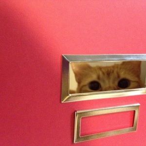 Meet your Posher, Ting